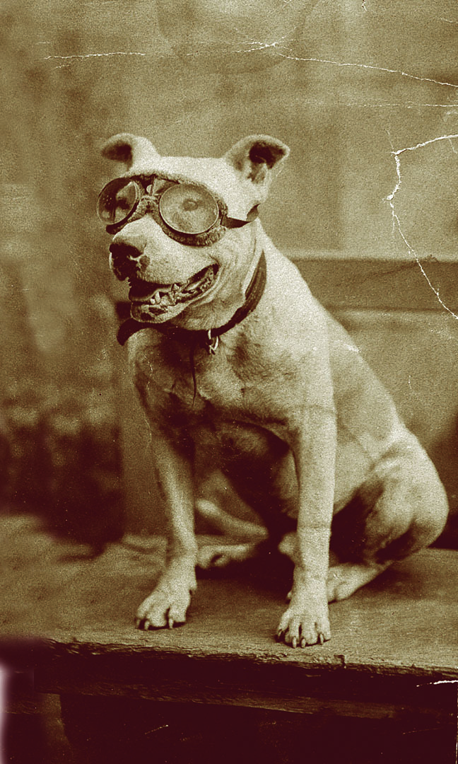 Bud the Pitbull. Photo credit: Special Collections, University of Vermont