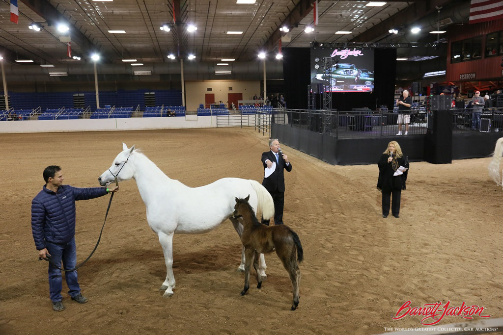 Guests could learn about Arabian horses during a special exhibition the last weekend of the auction.