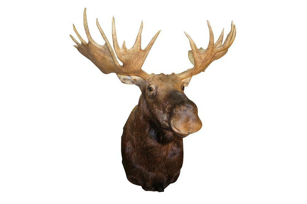 stuffed moose head
